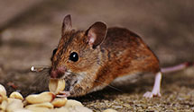 24 Hour & Emergency Exterminators in Southampton, NJ